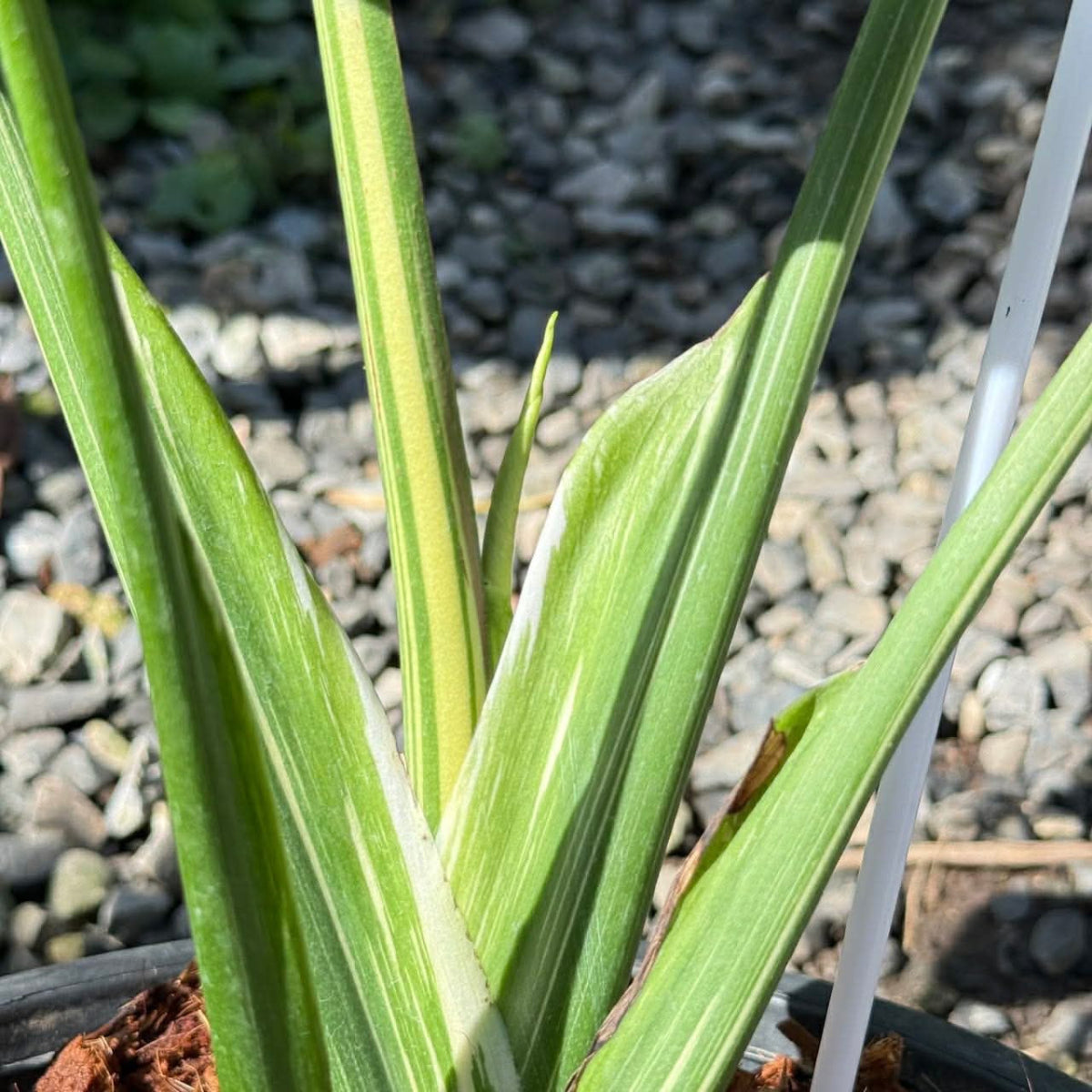 【Live販売】 34番　モンステラ・デリシオーサ メデューサ　5枚