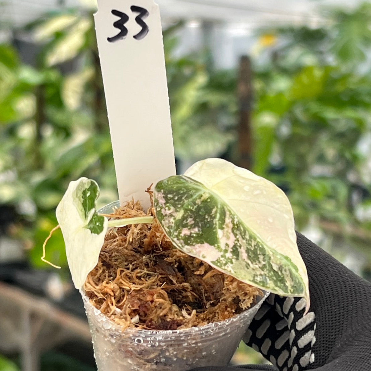 【追加セール】アロカシア・レギヌラ  'ブラックベルベット'  ピンク斑入り　2号サイズ