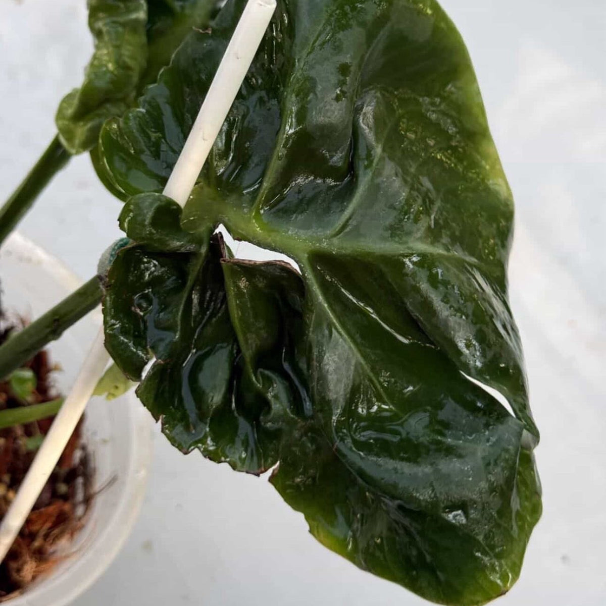 【Live販売】 8番モンステラ・デリシオーサ　'カッバージ'