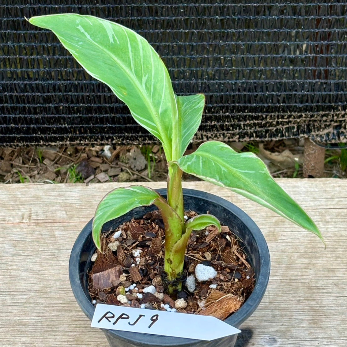 Musa Nono Pink Variegata - Variegated Banana Plant - Rare