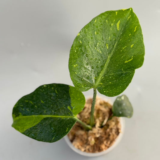 【タイナーセリー直売】モンステラ  デリシオーサ　'トンキーマ' トップカット【送料着払い】【164】