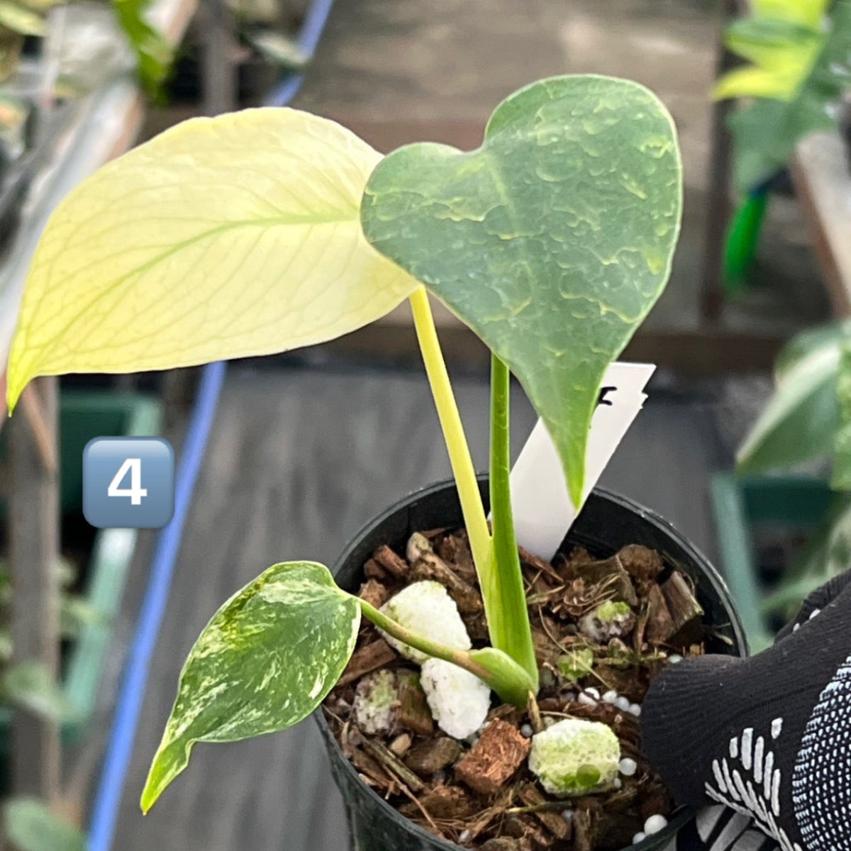 クリスマスセール【選抜】モンステラ　デリシオーサ 'ホワイトモンスター' 3号