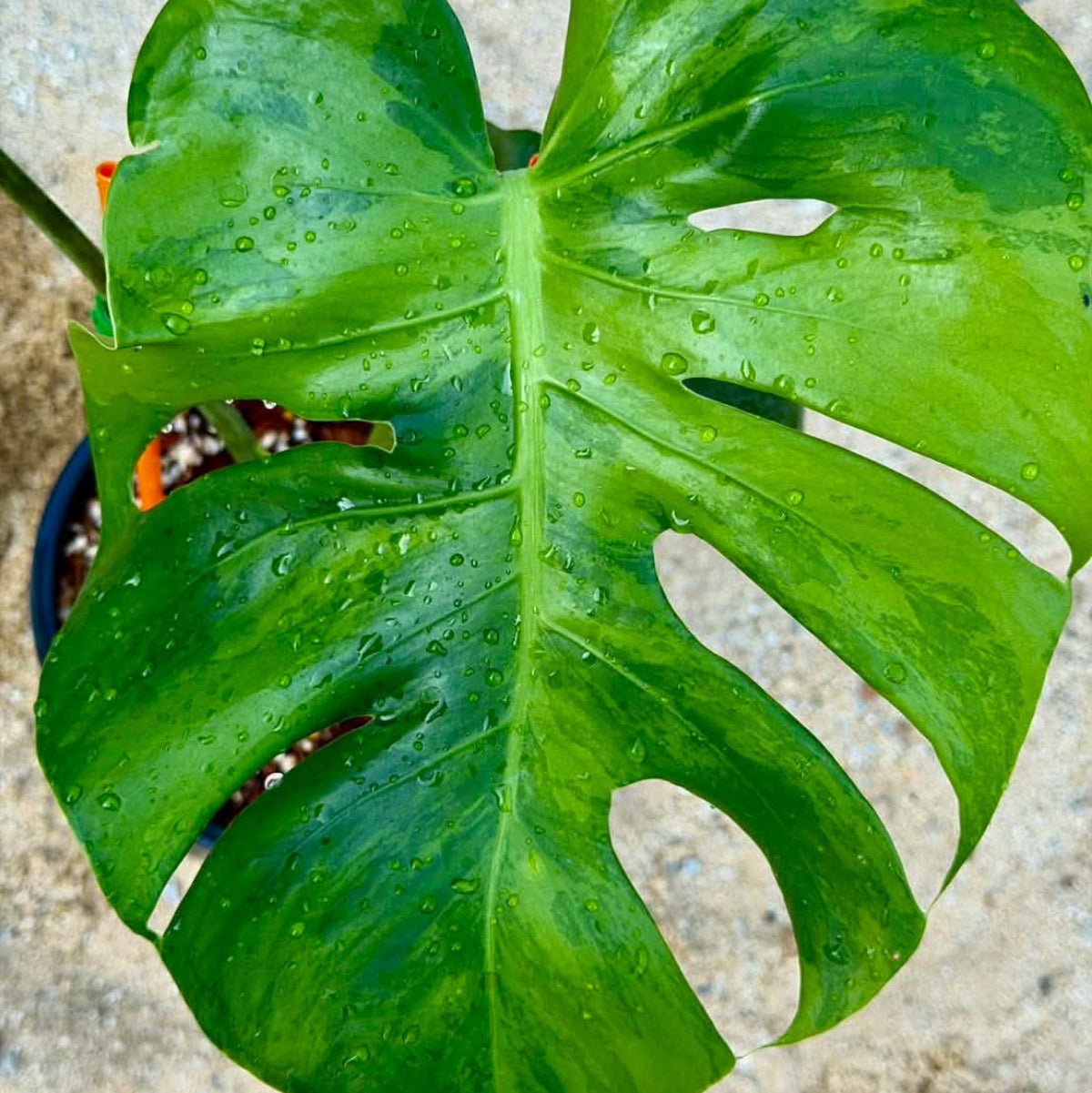 Live販売】 68番 モンステラ・デリシオーサ NOID『013』 – RARE PLANTS