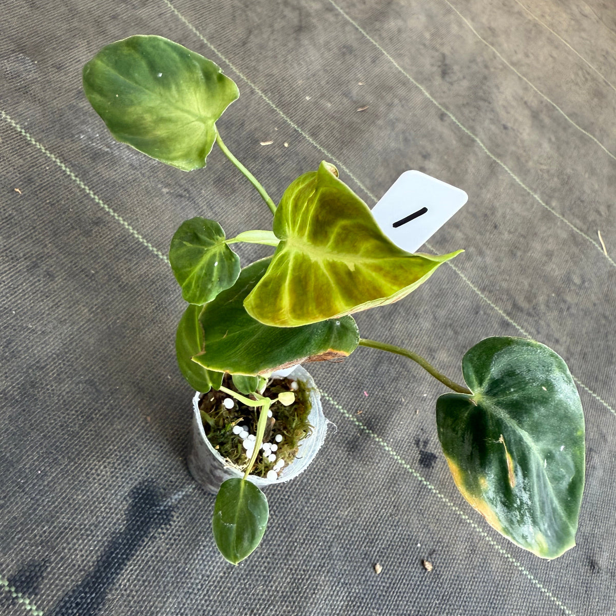 【発売再開】フィロデンドロン　アマゾンサンセット　2号サイズ