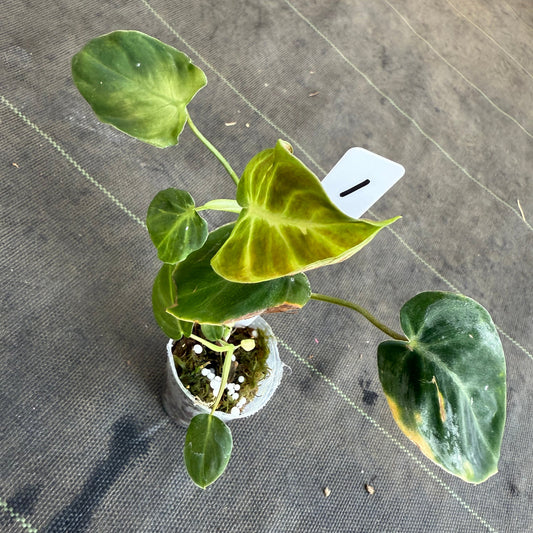 【発売再開】フィロデンドロン　アマゾンサンセット　2号サイズ