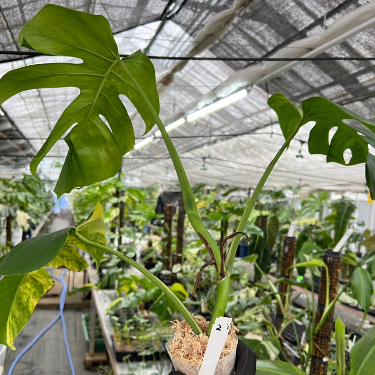 希少】モンステラ デリシオーサ''オーレア''斑入り／monstera