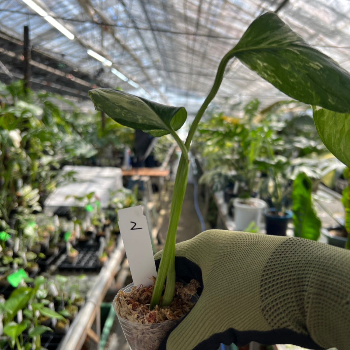 モンステラ・レクレリアナ バリエガータ 斑入り 2号