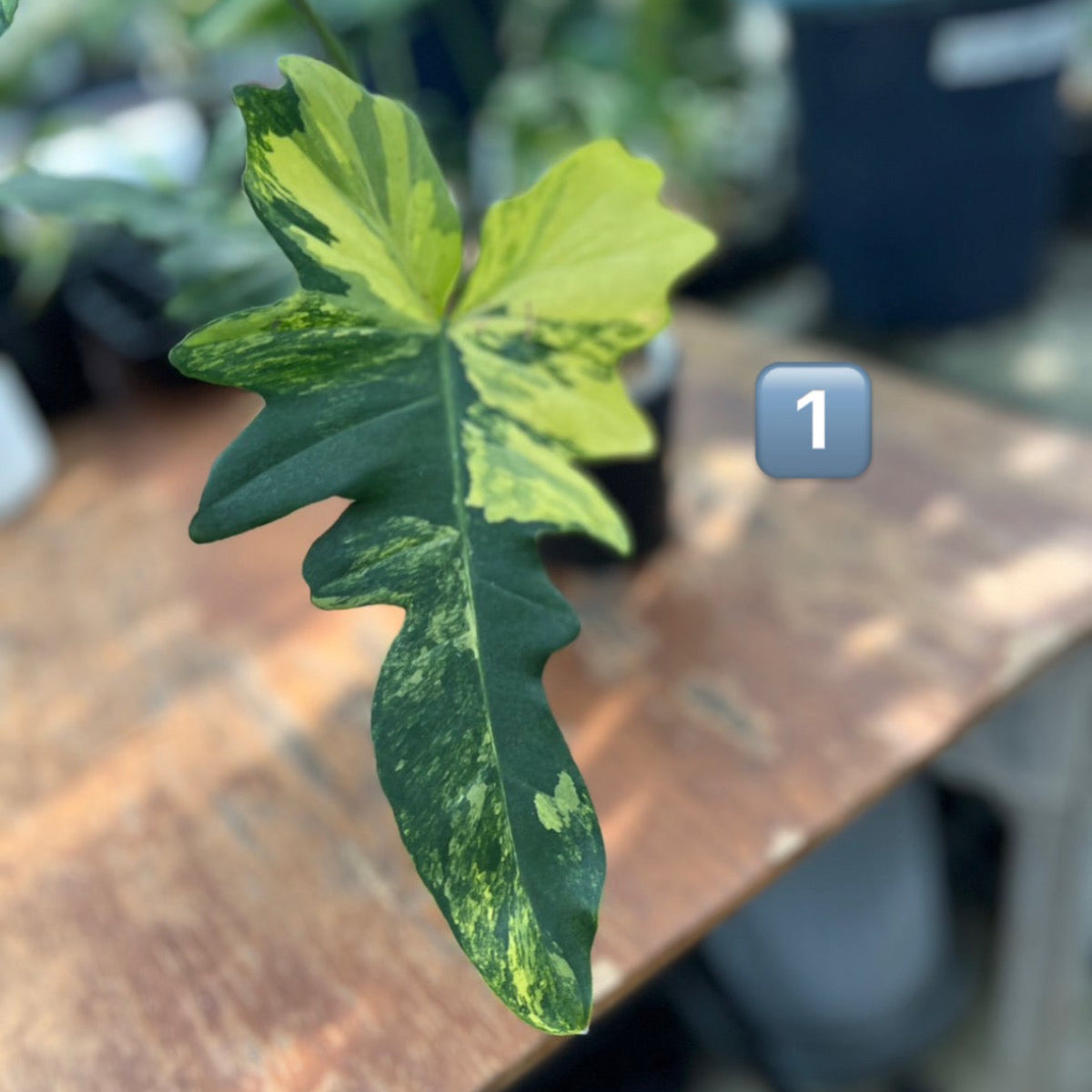 【希少/コレクション】フィロデンドロン 'キティナ'（フロリダビューティー✖️マヨイ）