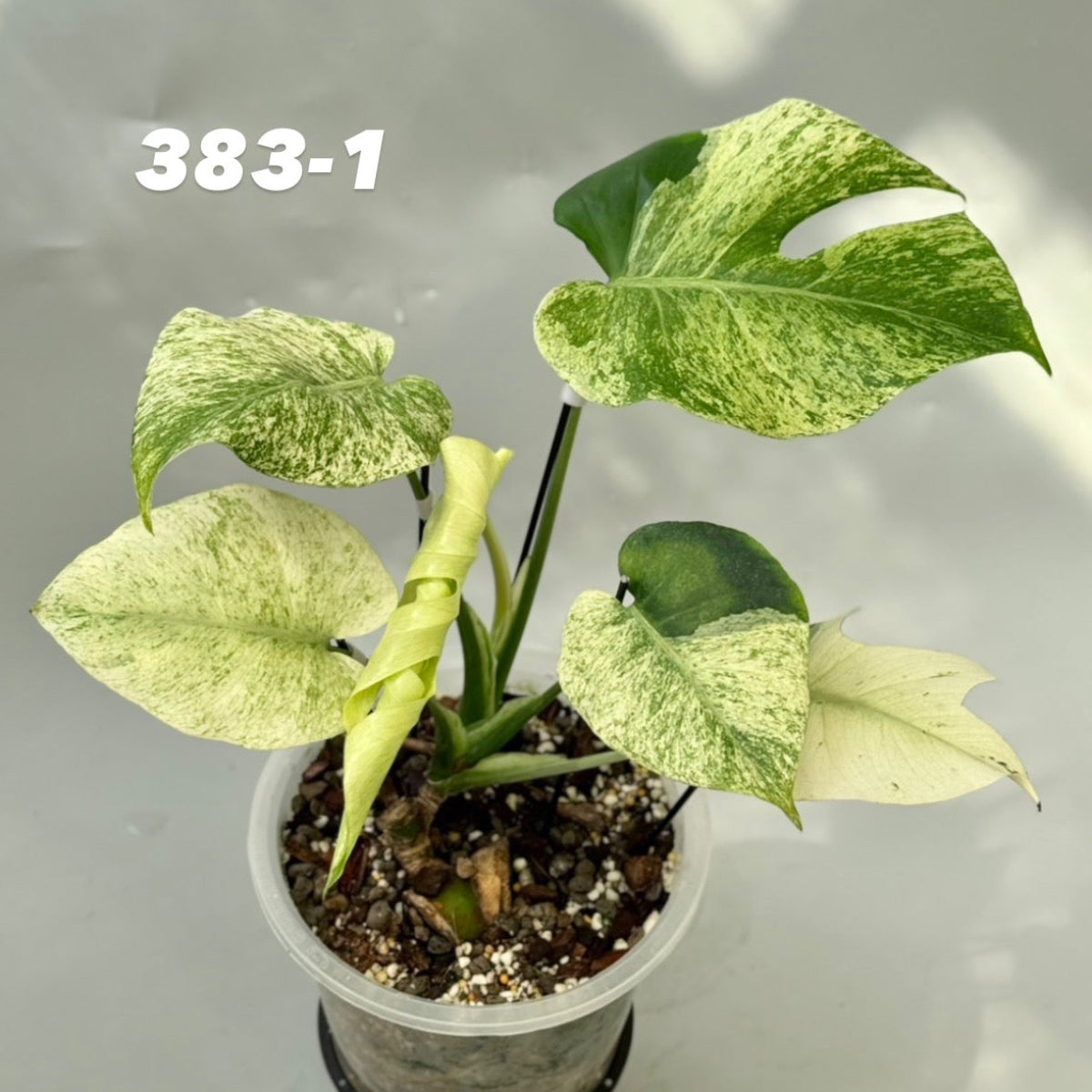 モンステラ Monstera – RARE PLANTS JAPAN (レアプランツジャパン)