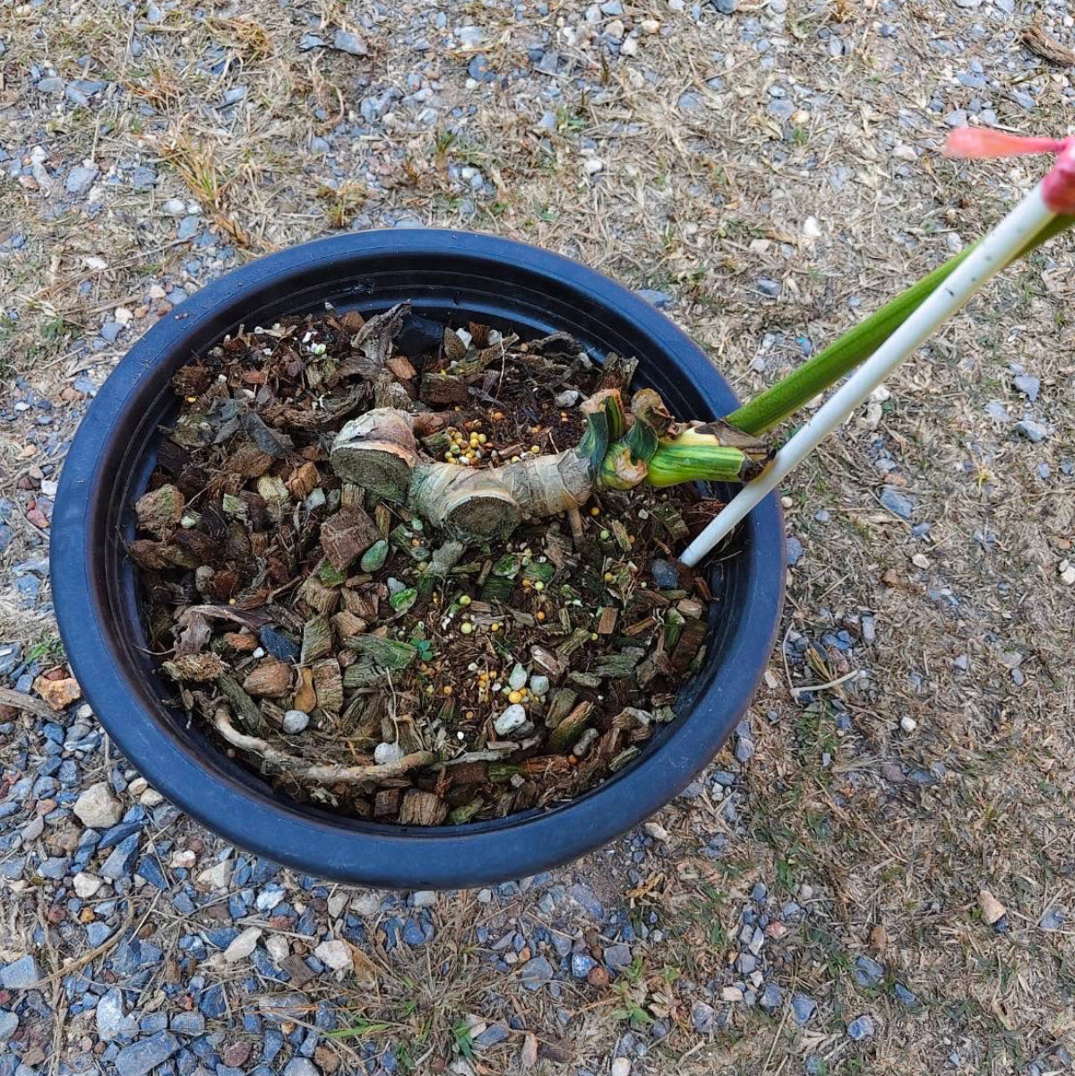 【Live販売】 12番　モンステラ・デリシオーサ　'イエローマリリン'ミューテーション