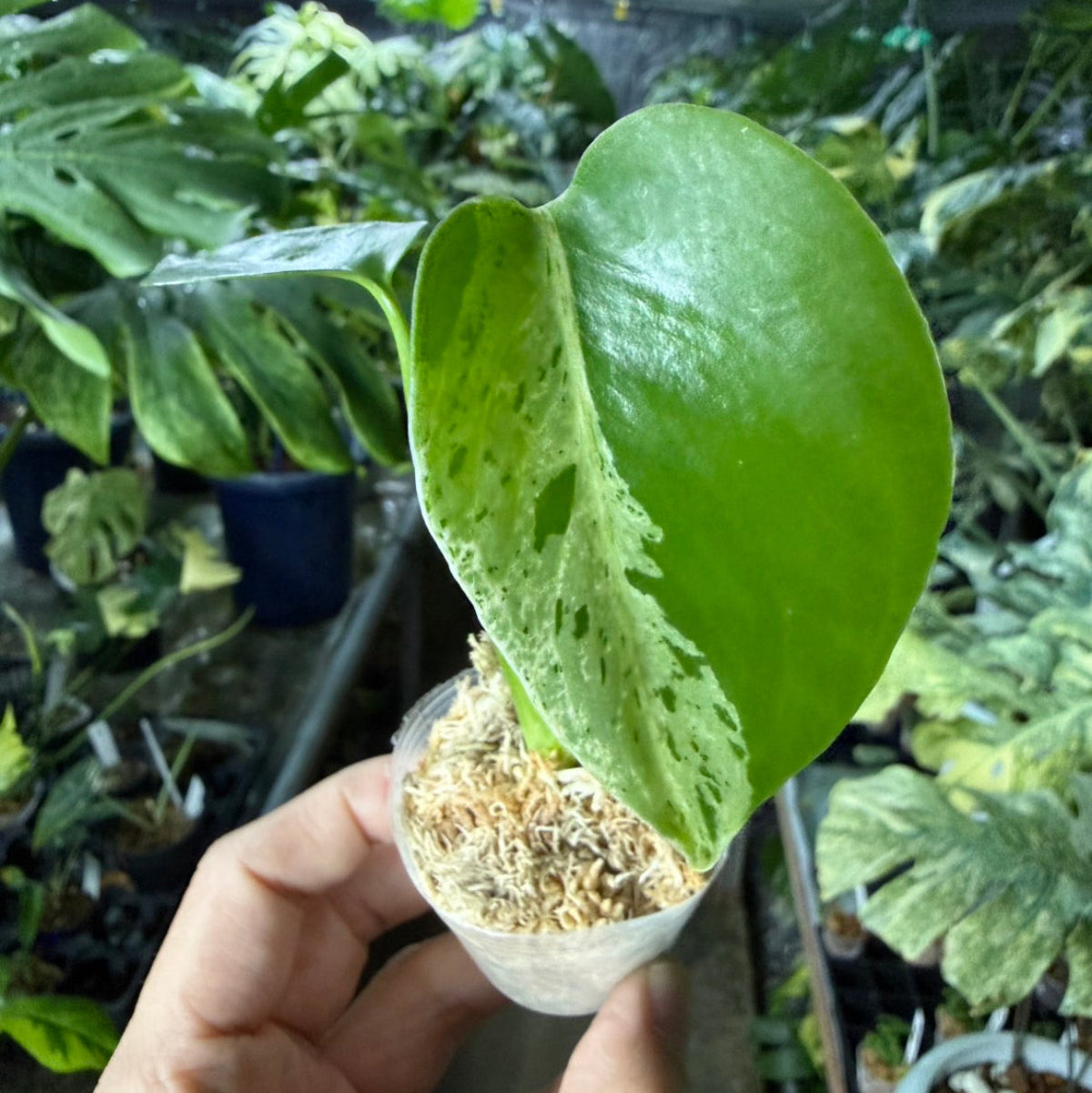 【選抜/コレクション】モンステラ・デリシオーサ 'ベトシオーサ'2号サイズ