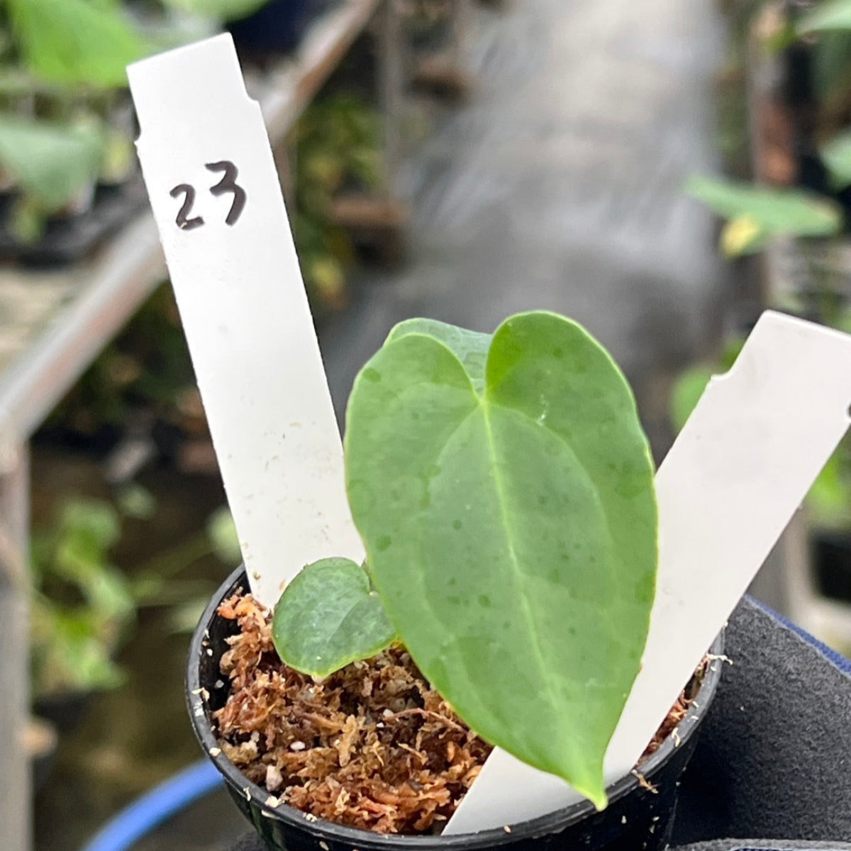 希少株】アンスリウム PAP x RL 斑入り未確認 – RARE PLANTS