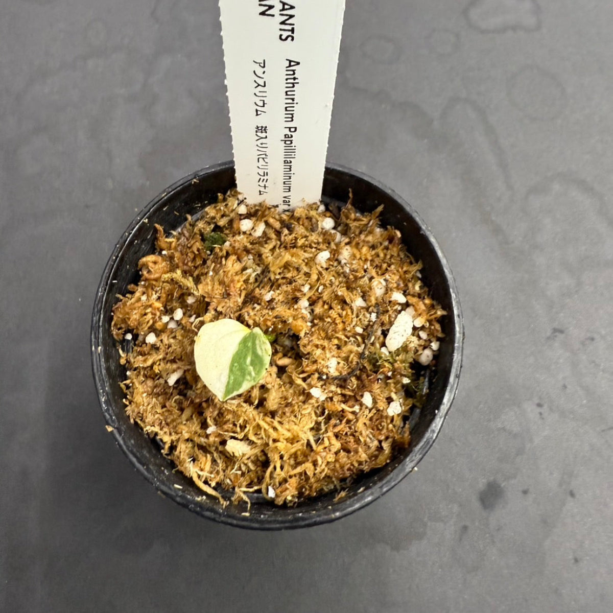 限定1株】アンスリウム PAP x RL 斑入り確認株 – RARE PLANTS