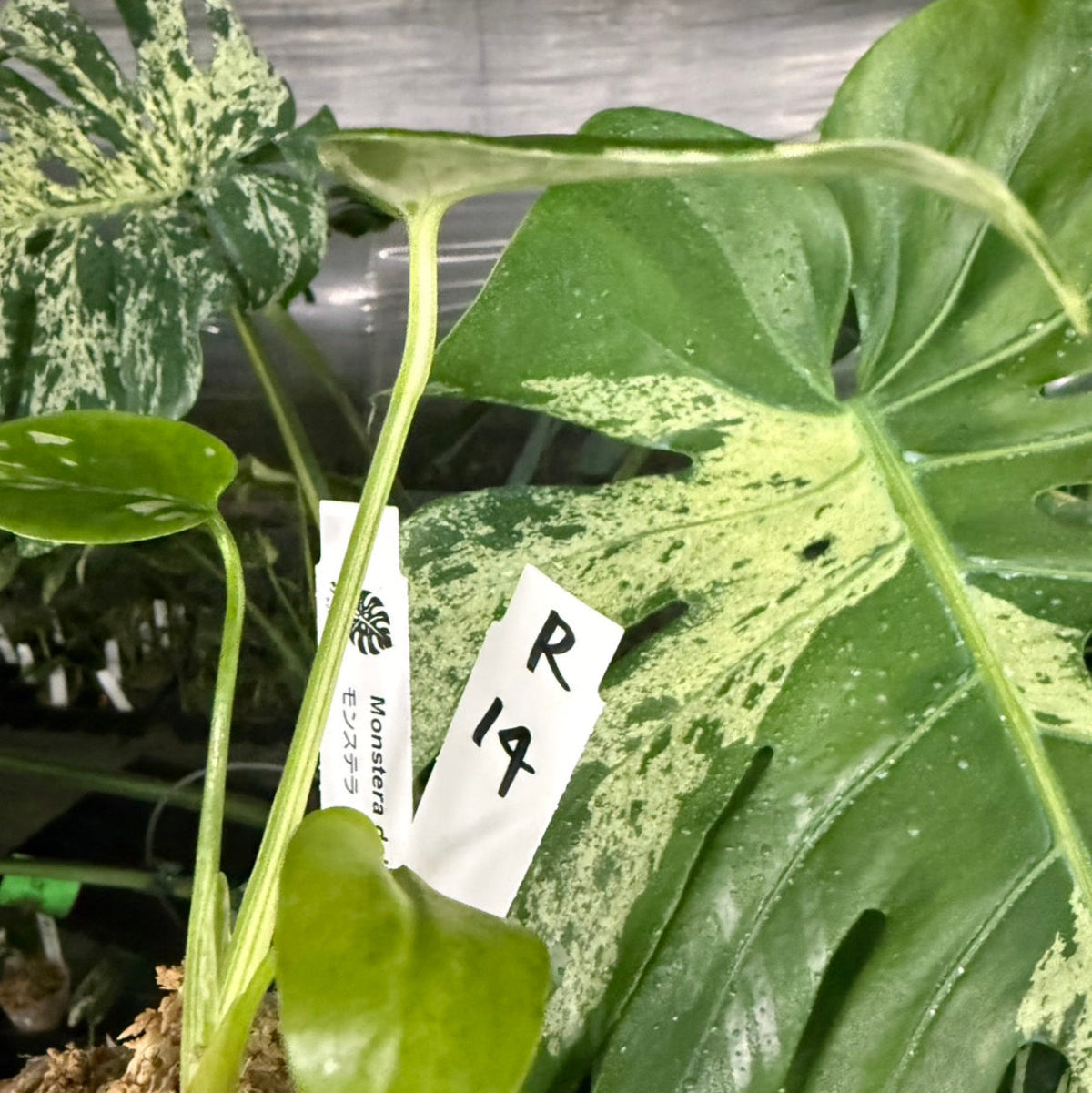 【選抜/コレクション】モンステラ・デリシオーサ 'ベトシオーサ'2号サイズ