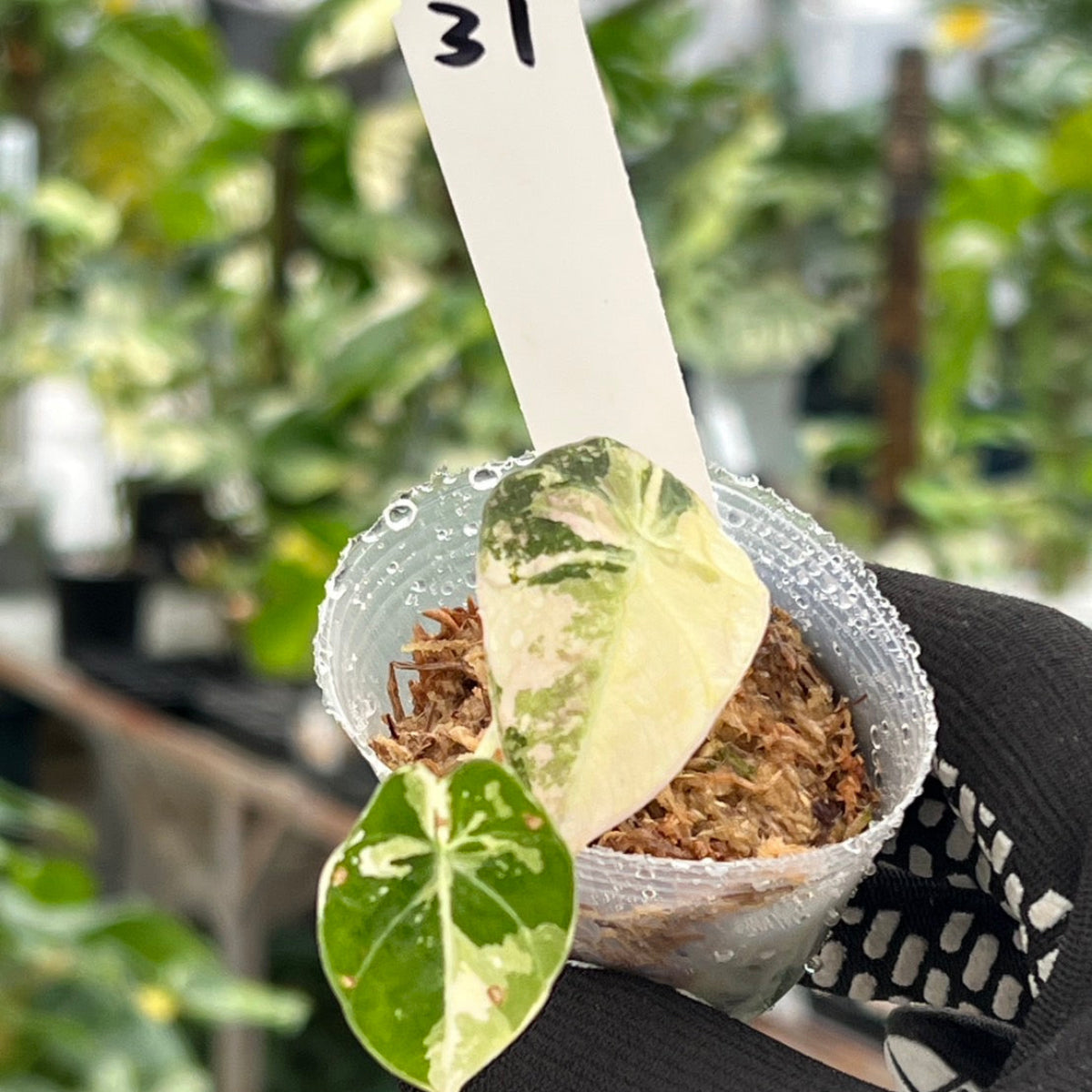 【追加セール】アロカシア・レギヌラ  'ブラックベルベット'  ピンク斑入り　2号サイズ