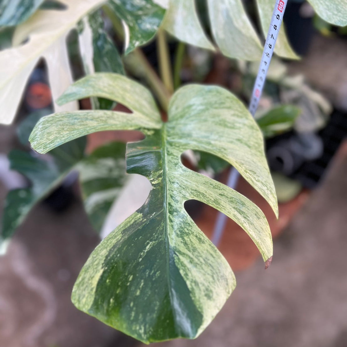 【厳選/コレクション】モンステラ  ボルシギアナ'ミント(デリシオーサ x ボルシギアナ ミント)'