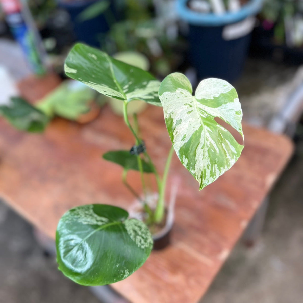 【ウィンターセール】モンステラ・デリシオーサ 'ベトシオーサ'