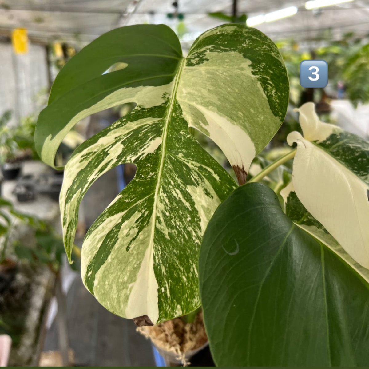 選抜】モンステラ・デリシオーサ var.ボルシギアナ 'アルボ(ホワイト