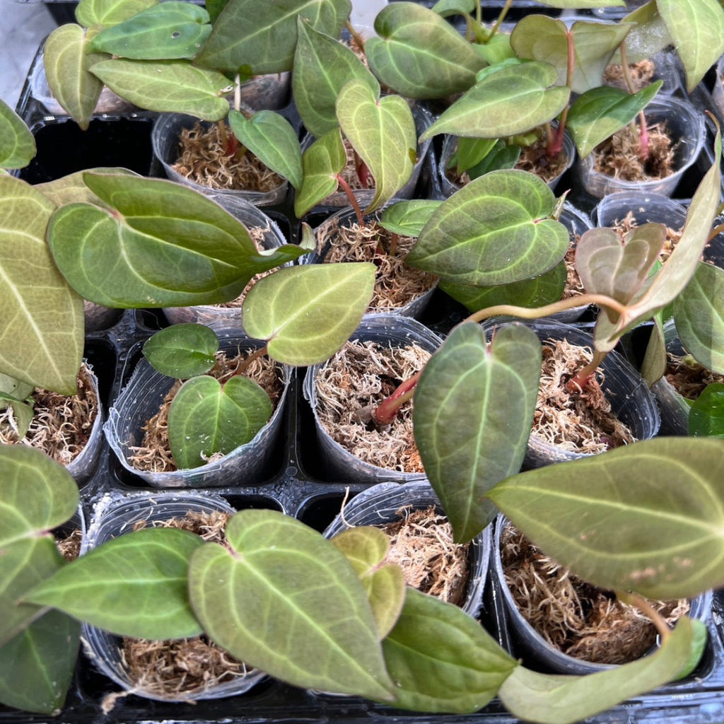 アンスリウム Anthurium ‘Red MBR’ × ‘Red Vein Dark Phoenix’