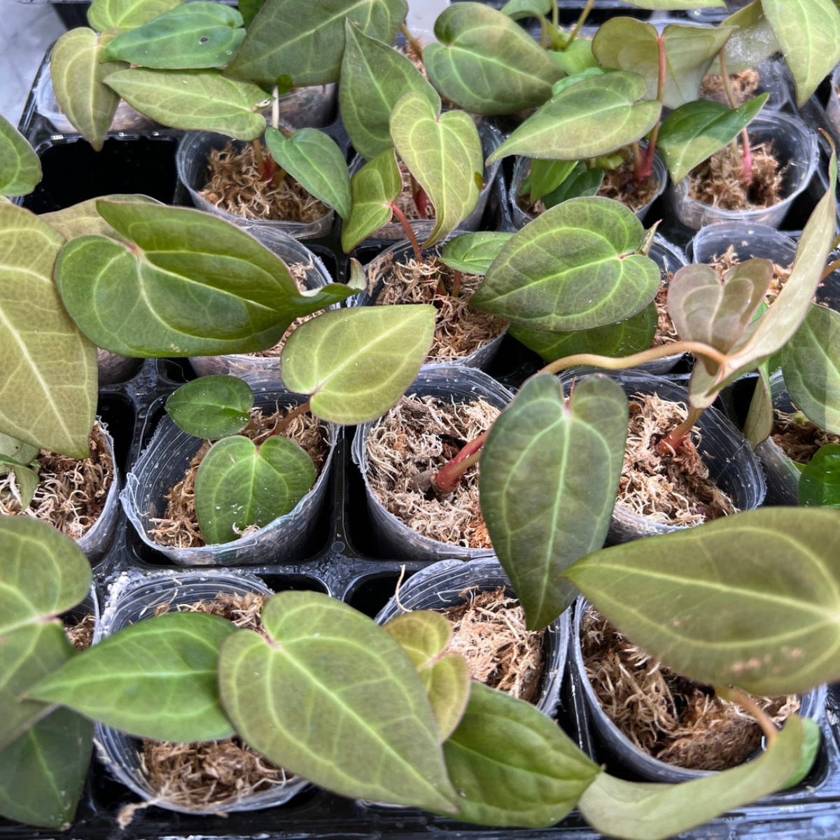 アンスリウム Anthurium ‘Red MBR’ × ‘Red Vein Dark Phoenix’