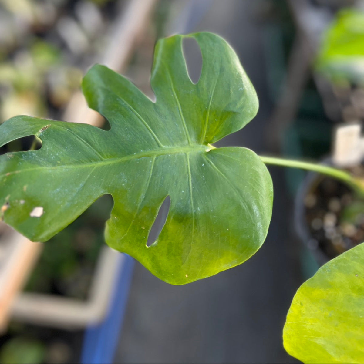 【選抜株】モンステラ　デリシオーサ 'グリーンオングリーン抹茶 斑入り'　