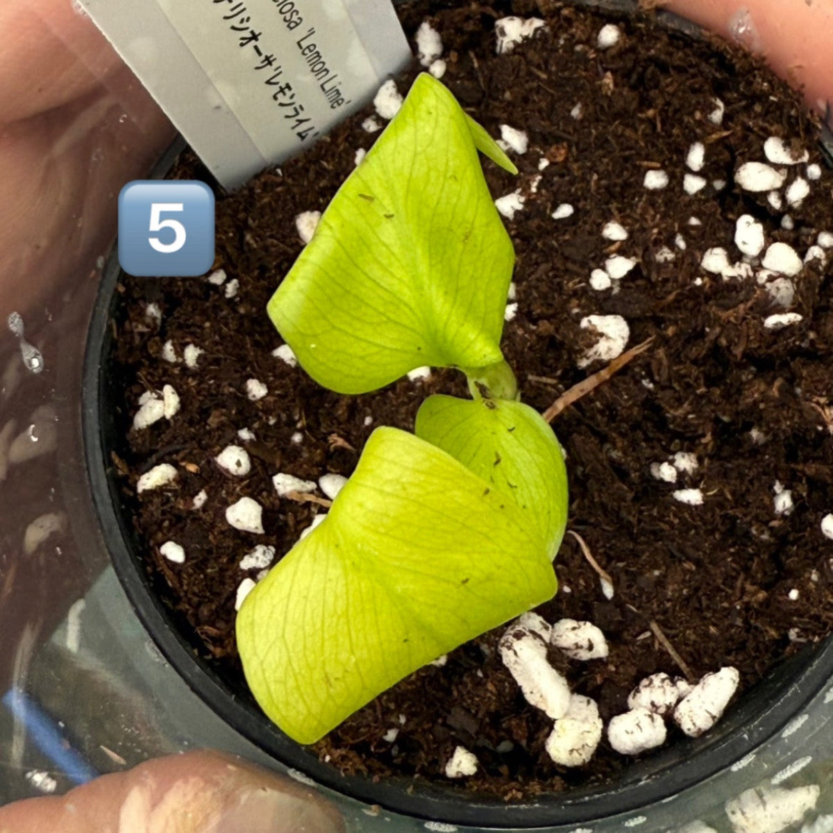 60%OFF【希少/選抜】モンステラ　デリシオーサ 'レモンライム'