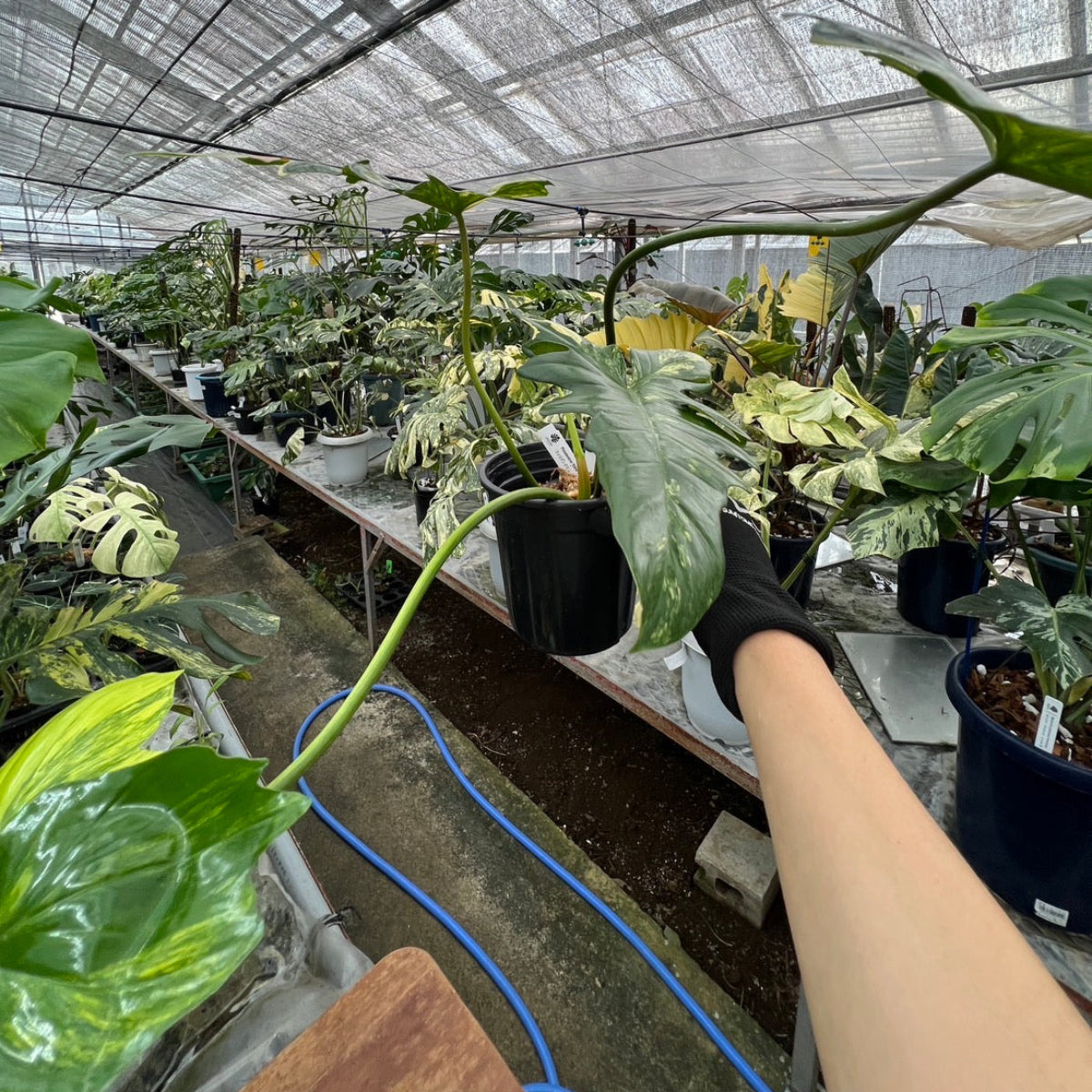 希少/コレクション】新種 フィロデンドロン 'キティナ