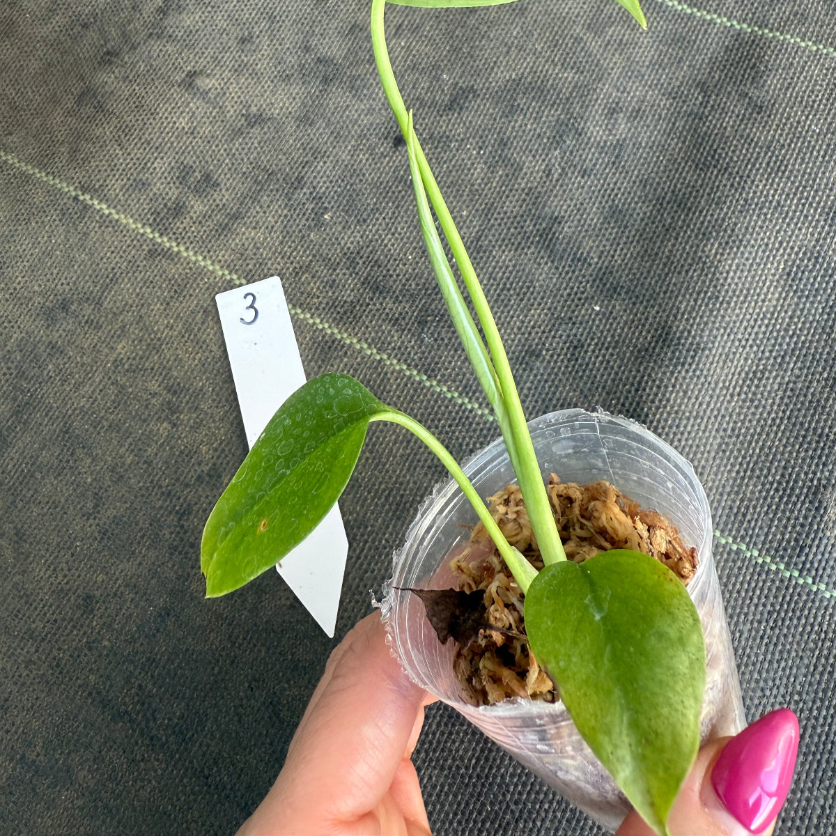 【希少/再入荷】モンステラ・デリシオーサ var.シエラナ 2号サイズ