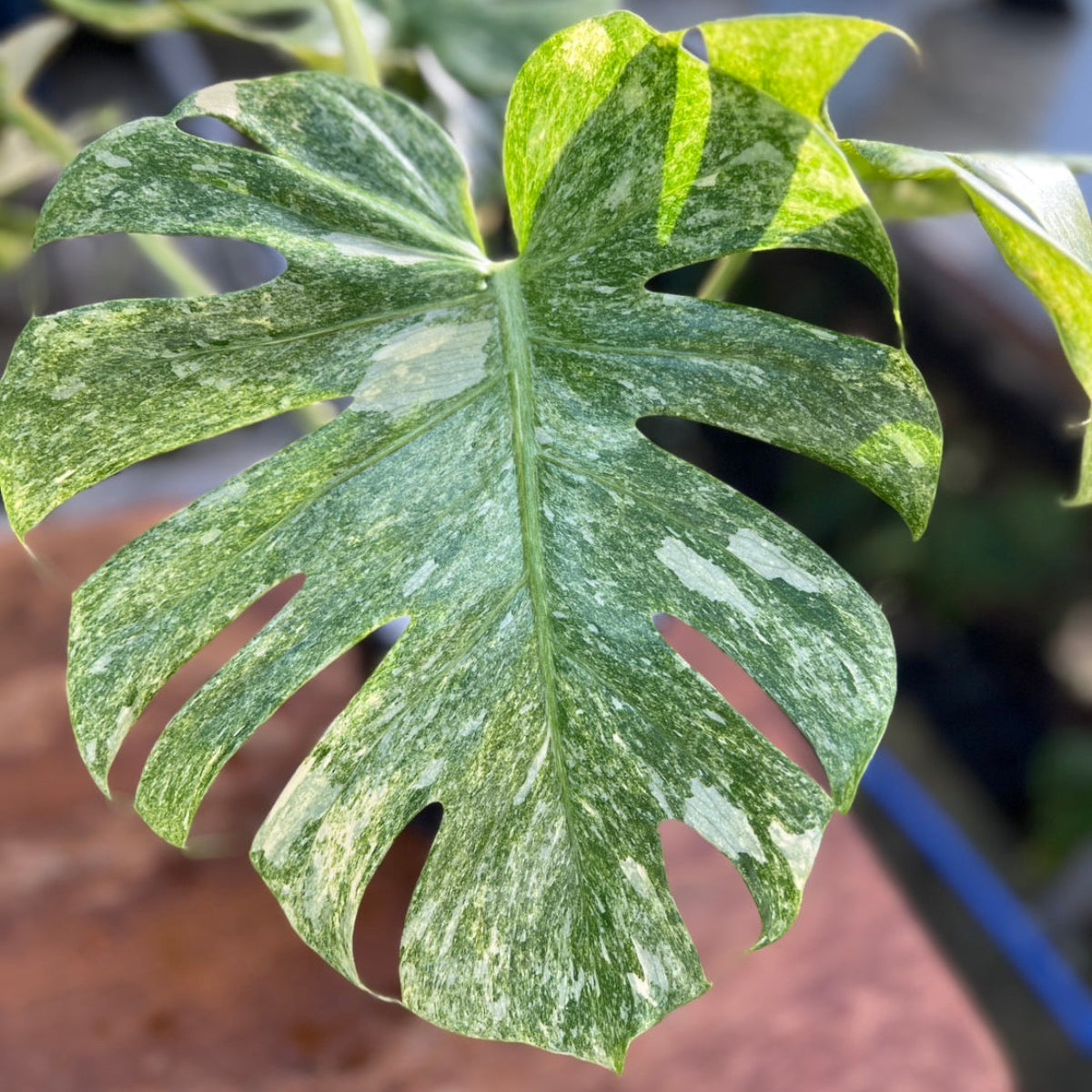 k*j様 モンステラ　デリシオーサ　プラチナム コレクション】モンステラ デリシオーサ 'タイコンステ