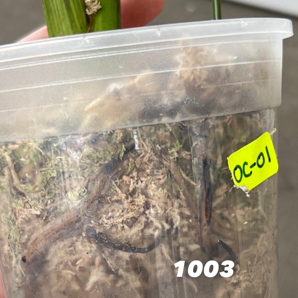モンステラ・デリシオーサ 'オーシャンミント' 【送料着払い】【1002/1003】