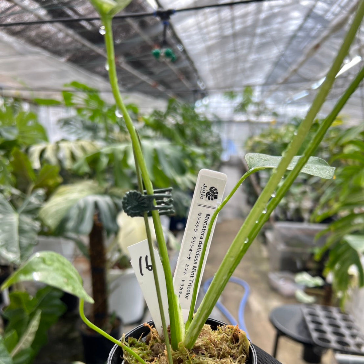 モンステラ　デリシオーサ　トリカラー　三色斑入り モンステラデリシオーサミントトリカラー斑入り3色斑入り