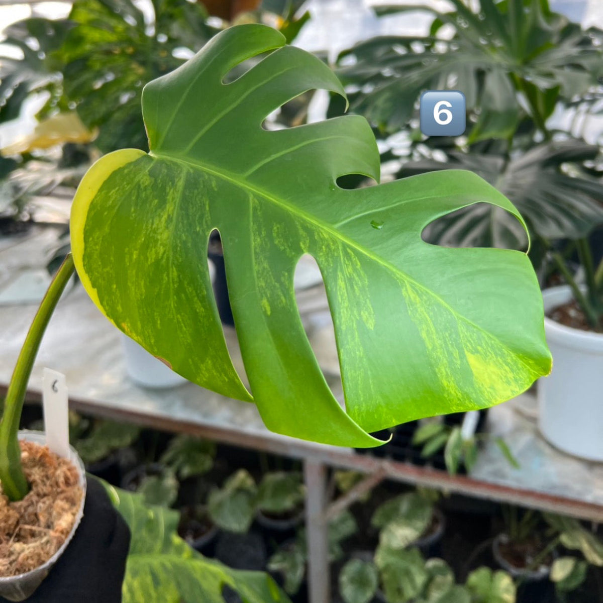 【選抜】モンステラ・デリシオーサ var. ボルシギア 'オーレア'