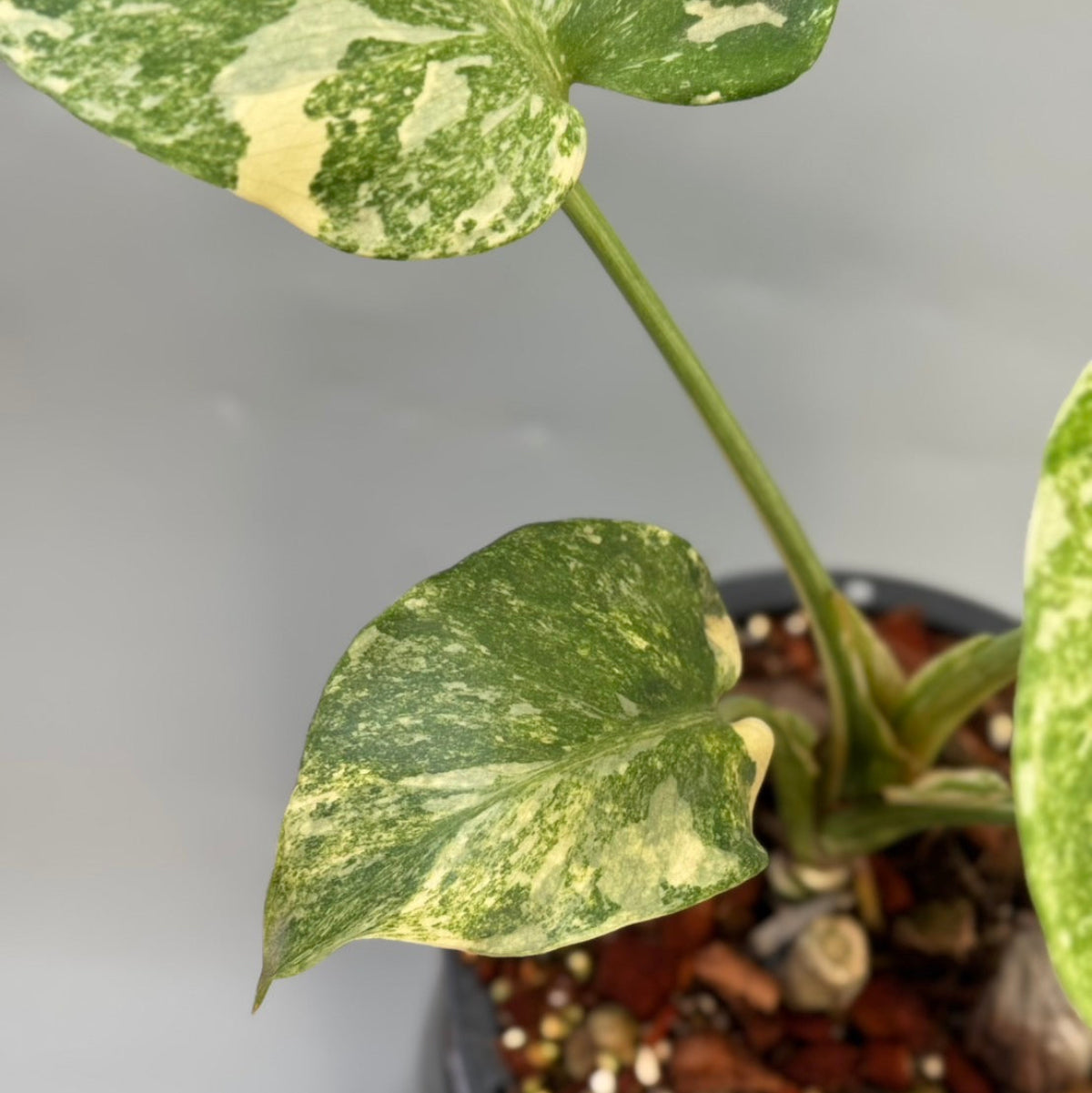 モンステラ Monstera – RARE PLANTS JAPAN (レアプランツジャパン)