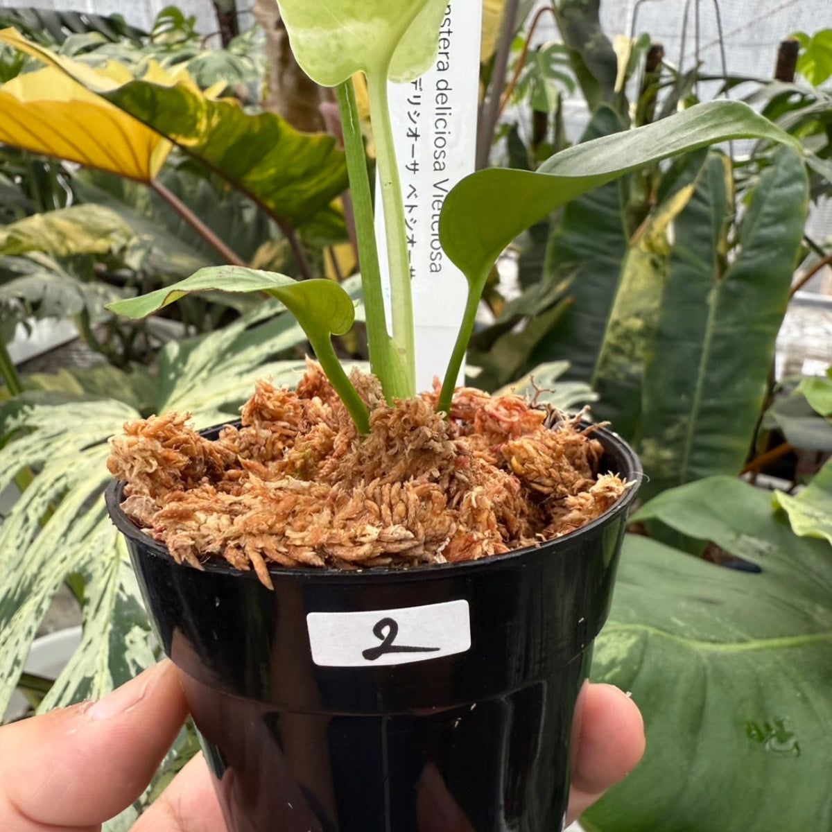 モンステラ10 斑入　ベトシオーサ　テンシンラン　デリシオーサ　葉付発根済 モンステラ10 斑入 ベトシオーサ テンシンラン デリシオーサ 葉