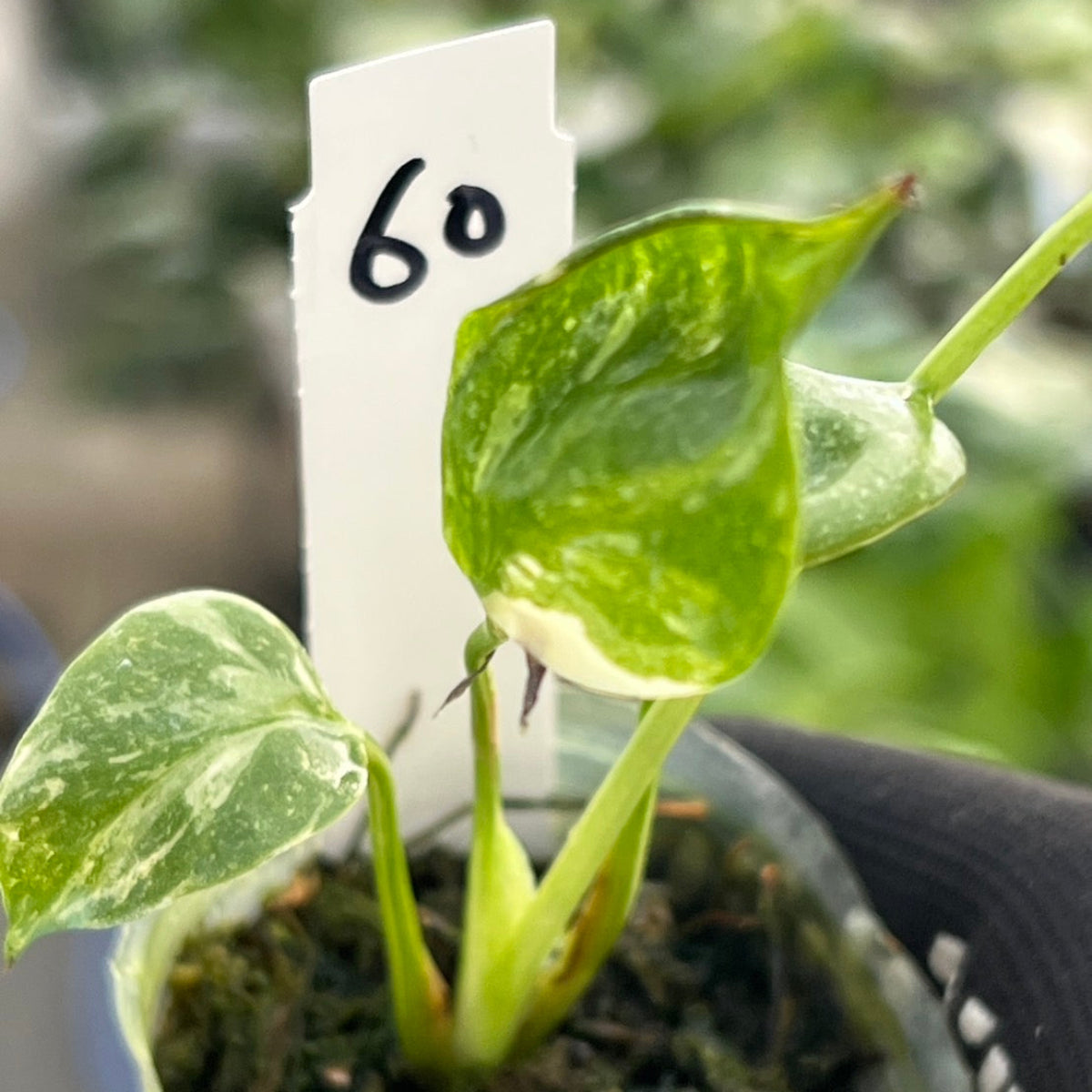 【シロウト園芸選抜株/2号サイズ】モンステラ・デリシオーサ　'タイコンステレーション'