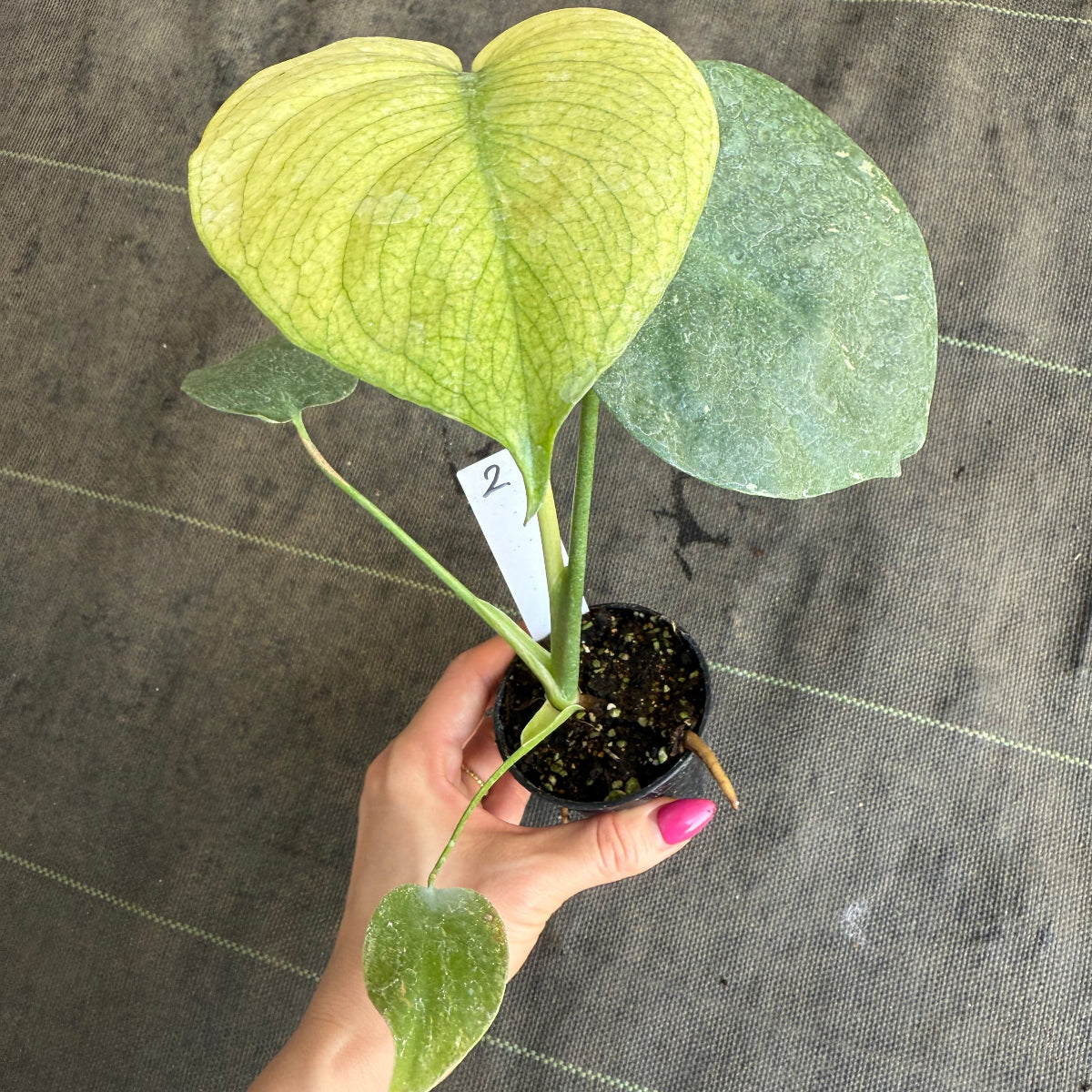 スペシャルセール【選抜】モンステラ　デリシオーサ 'ホワイトモンスター' 3.5号