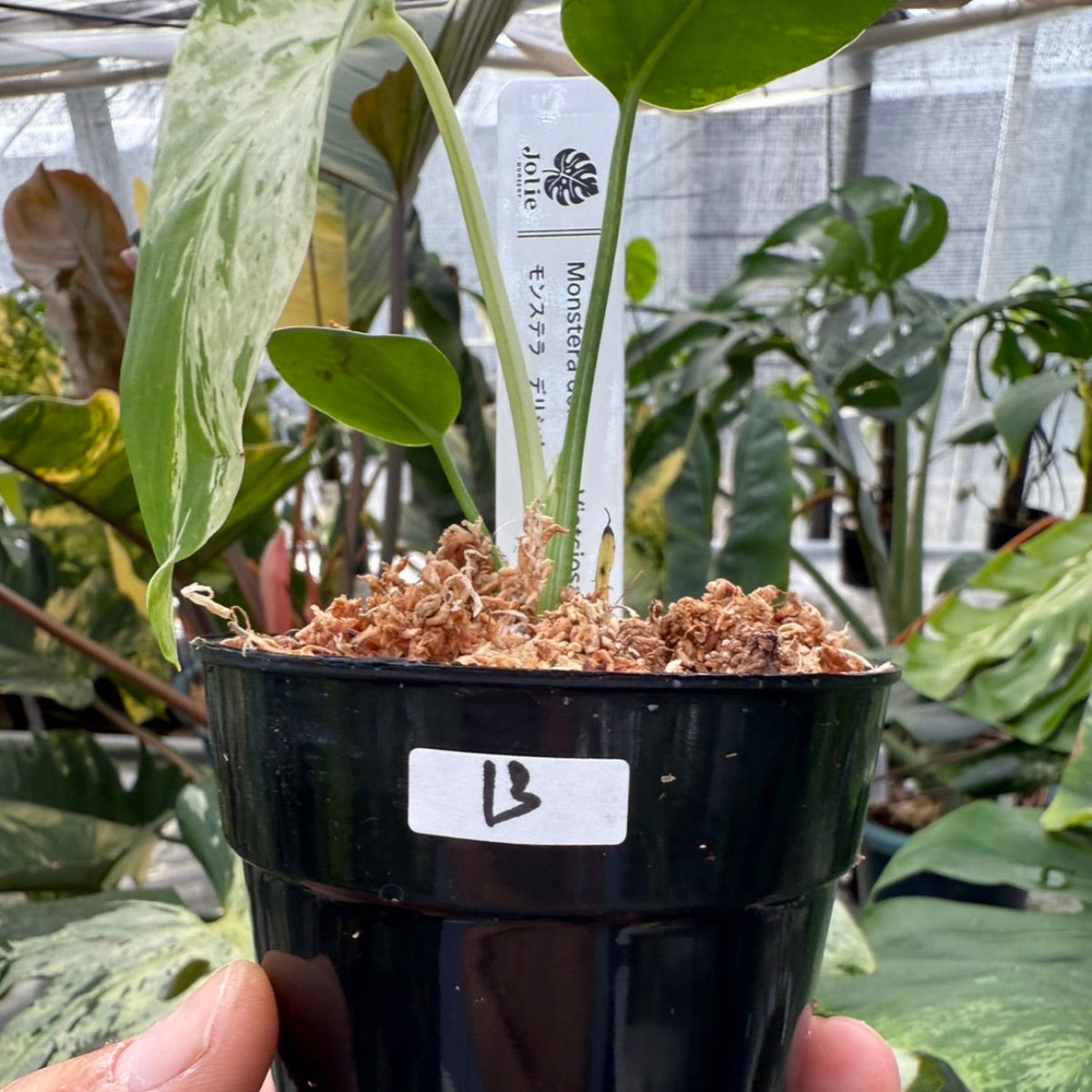 コレクション】モンステラ・デリシオーサ 'ベトシオーサ' TC苗順