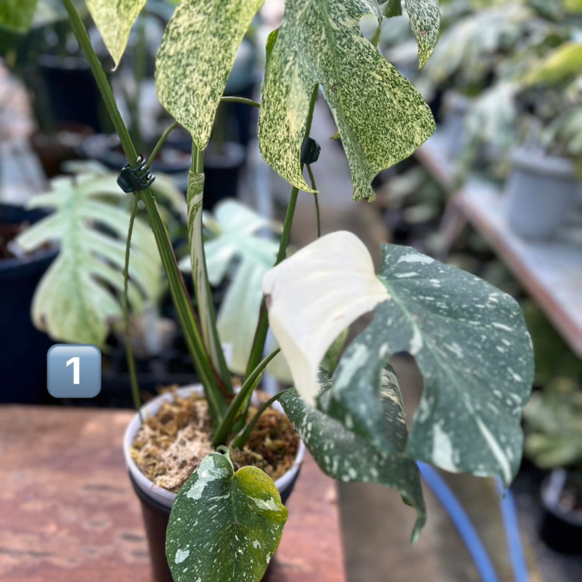 りく　モンステラデリシオーサタイコン　スターライト斑入り5号鉢つき　 ② 希少】モンステラ・デリシオーサ 'タイコンステレーション【スター