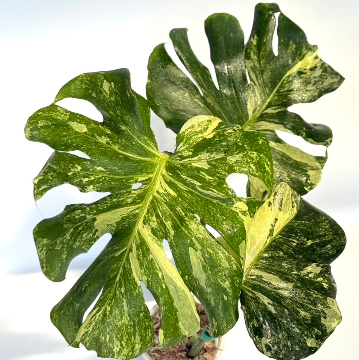 【タイナーセリー直売】モンステラ  デリシオーサ　'オーシャンミント'トップカット【送料着払い】【162】