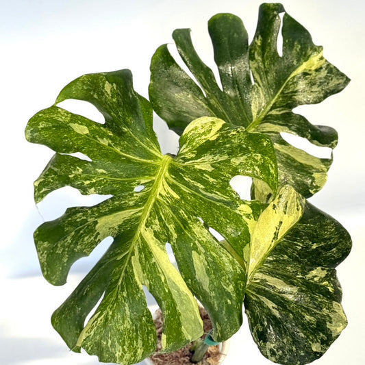 【タイナーセリー直売】モンステラ  デリシオーサ　'オーシャンミント'トップカット【送料着払い】【162】