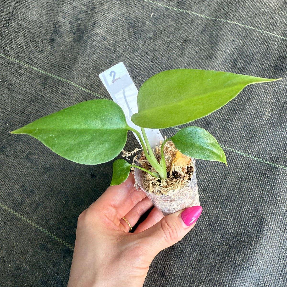 【希少/再入荷】モンステラ・デリシオーサ var.シエラナ 2号サイズ