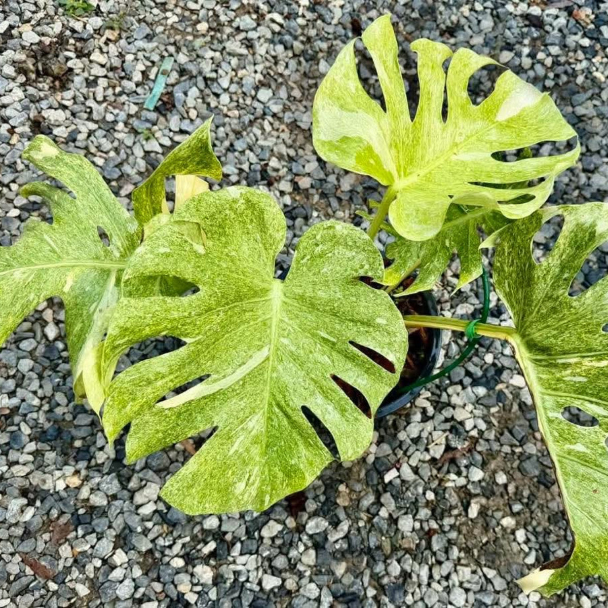 【Live販売】 56番　モンステラ・デリシオーサ 'プラチナム'