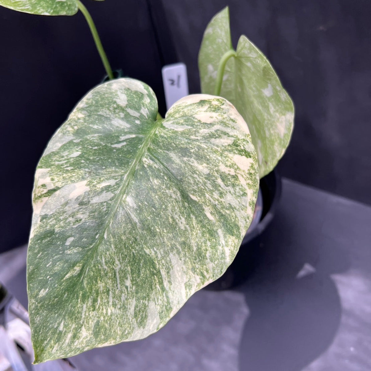 全植物一覧 – RARE PLANTS JAPAN (レアプランツジャパン)