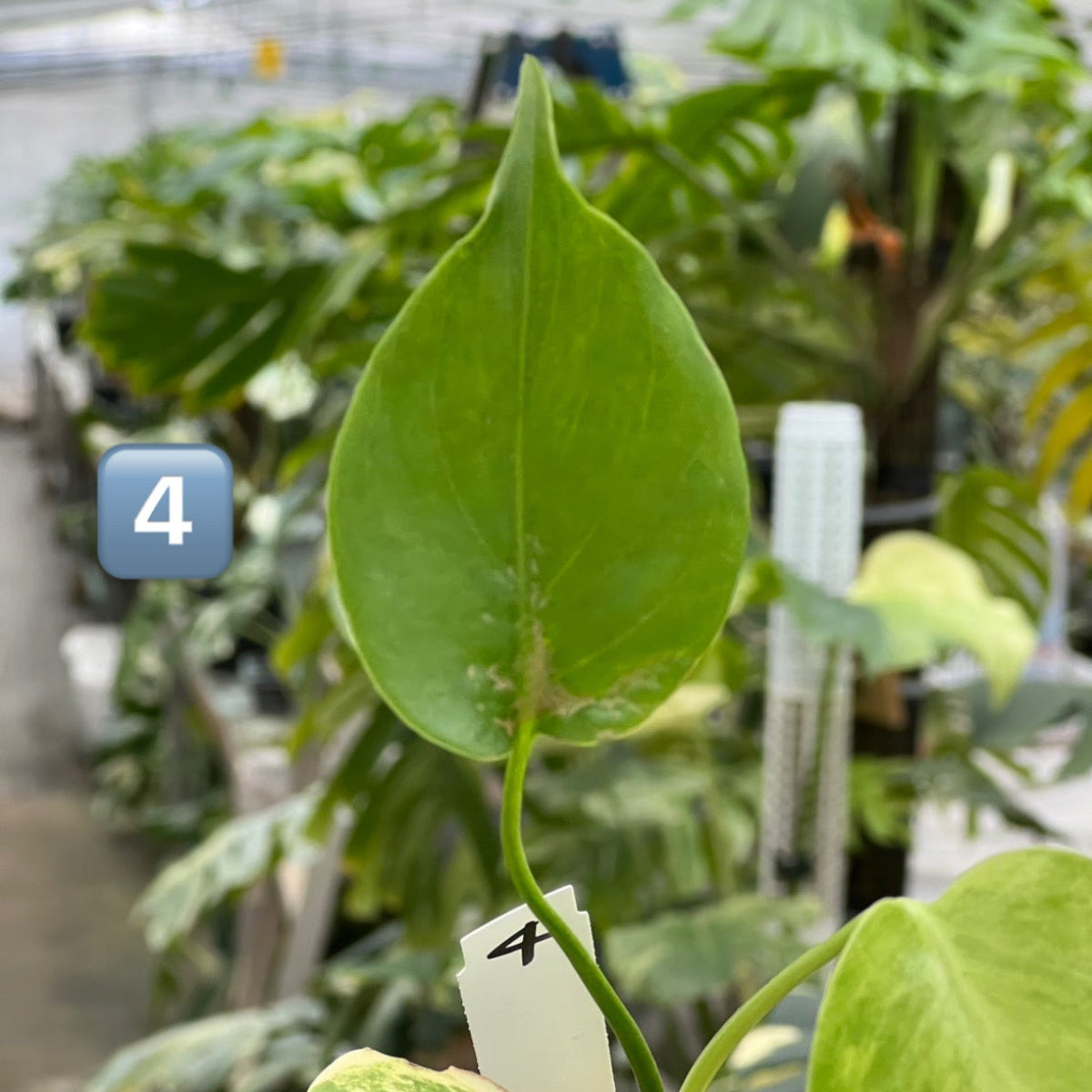 モンステラ・デリシオーサ 'イエローマリリン' 2号 TC株 順化済み