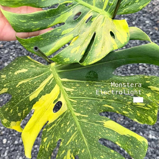 【Live販売】 14番　モンステラ・デリシオーサ　'エレクトロライト'