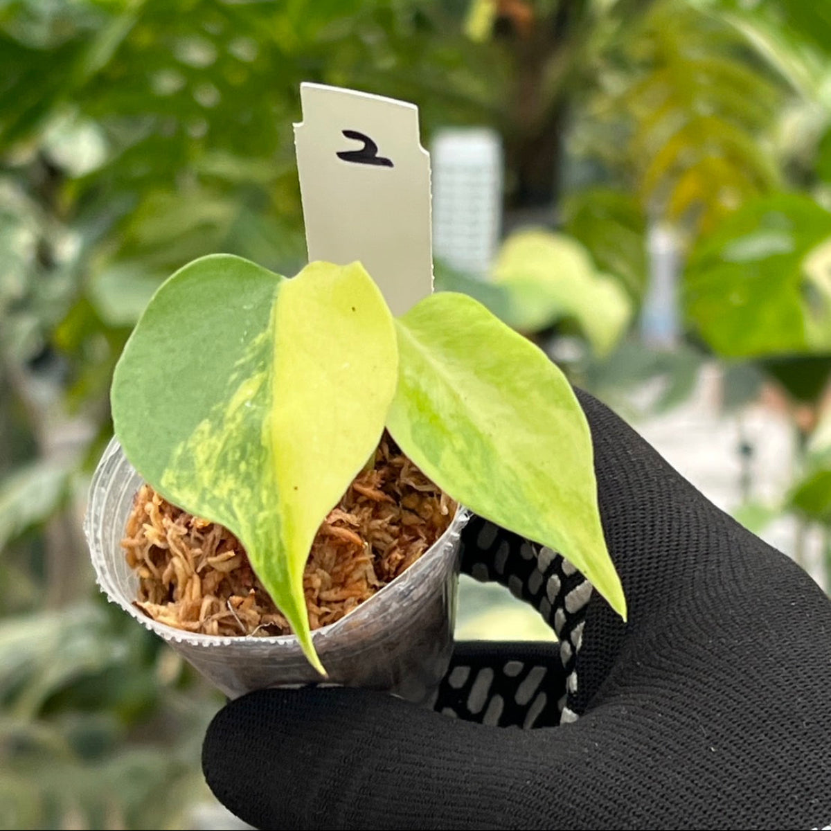 モンステラ・デリシオーサ 'イエローマリリン' 2号 TC株 順化済み
