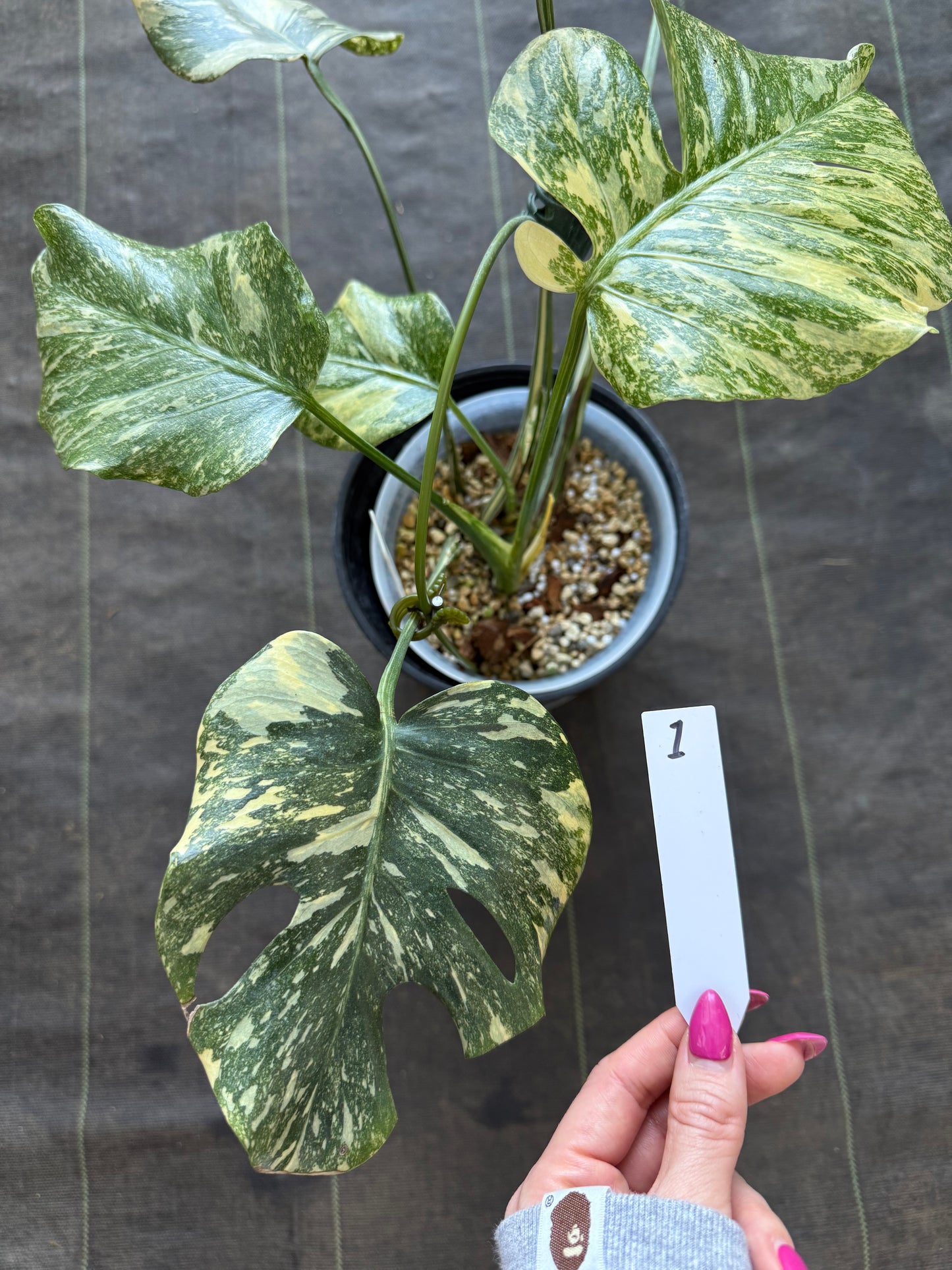【2芽有り】モンステラ デリシオーサ  'タイコンステレーション クリームブリュレ'