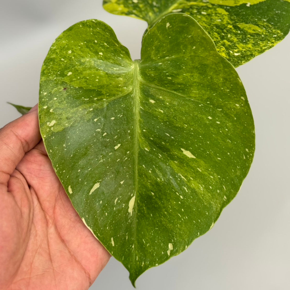 【タイナーセリー直売】モンステラ  デリシオーサ　'ミラクル'トップカット【送料着払い】【159】