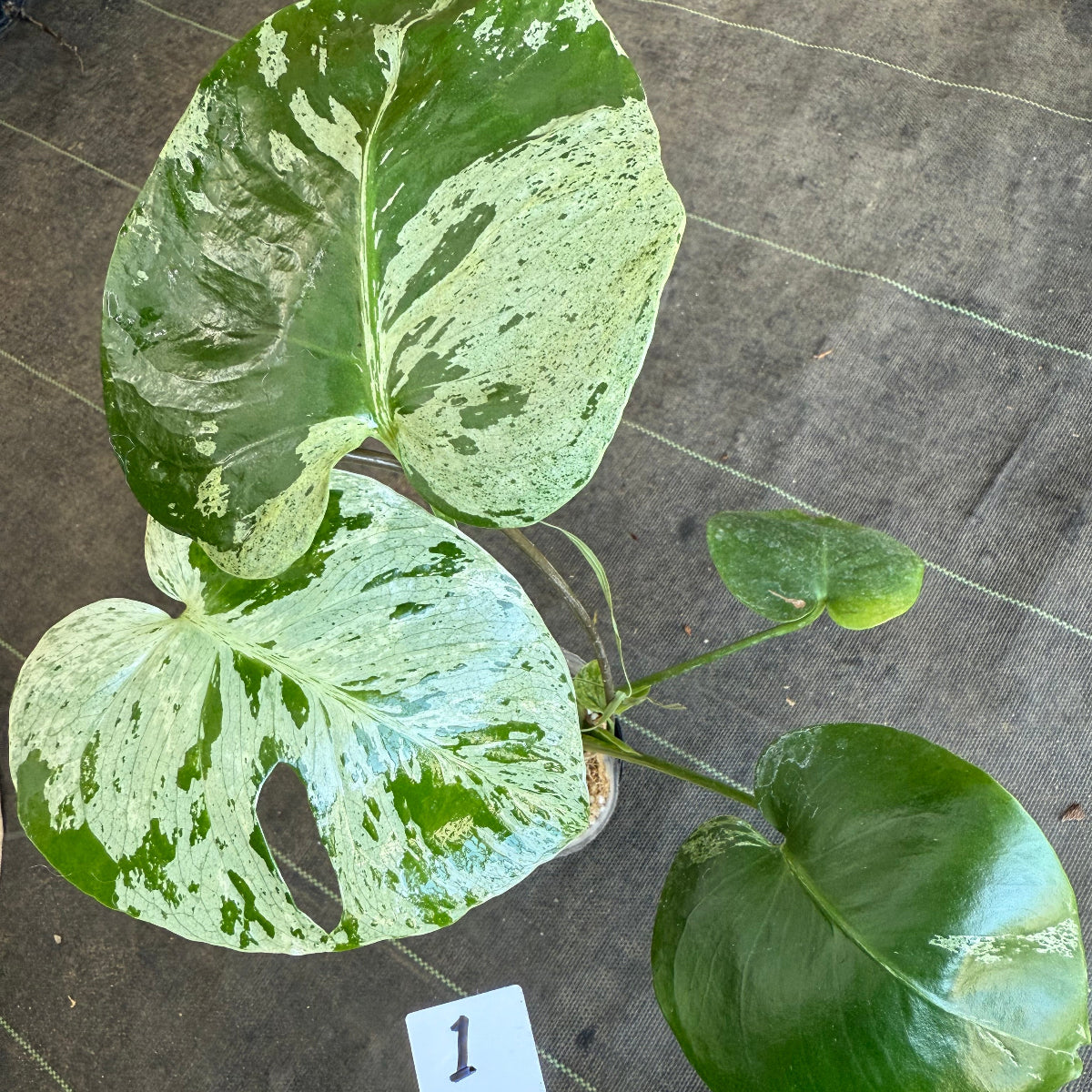 厳選2株追加】モンステラ・デリシオーサ 'ベトシオーサ' – RARE PLANTS