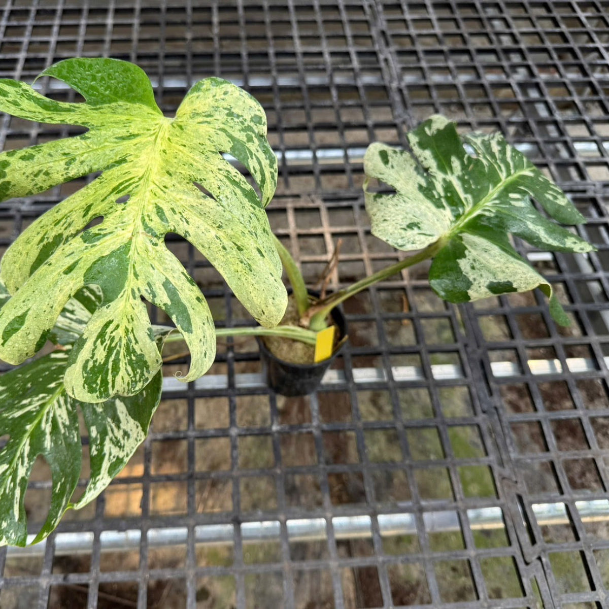 3日間限定受付/予約販売】モンステラ・デリシオーサ 'ベトシオーサ